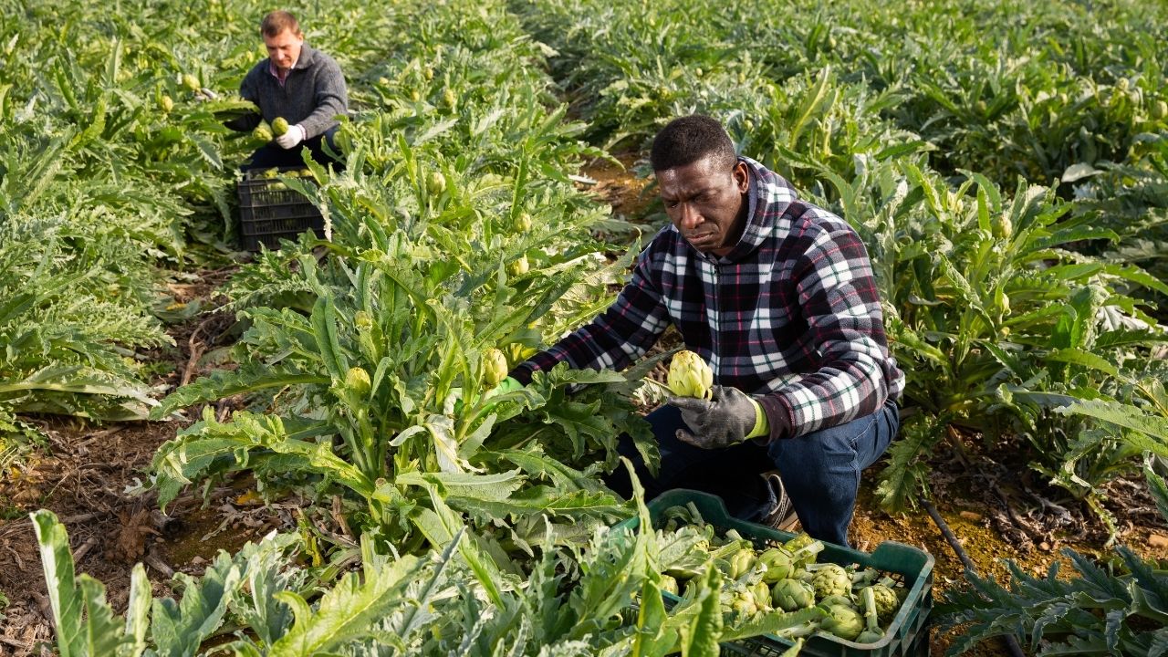 enginar ekimi srasnda neler kullanmalyz