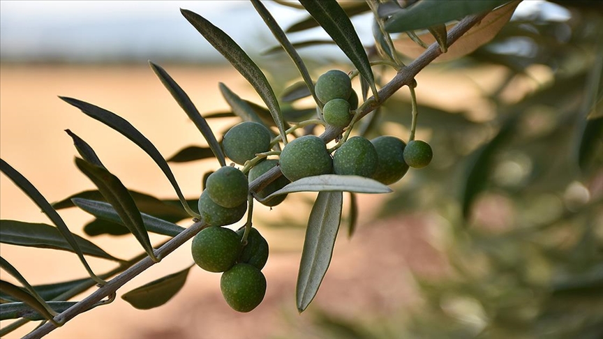 Zeytin ve zeytinyana en fazla talep spanya'dan geldi