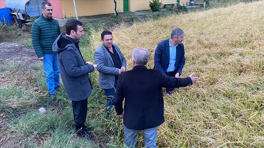 Edirne'de dolunun vurduu 13 bin dnmlk eltik arazisinde hasar tespiti