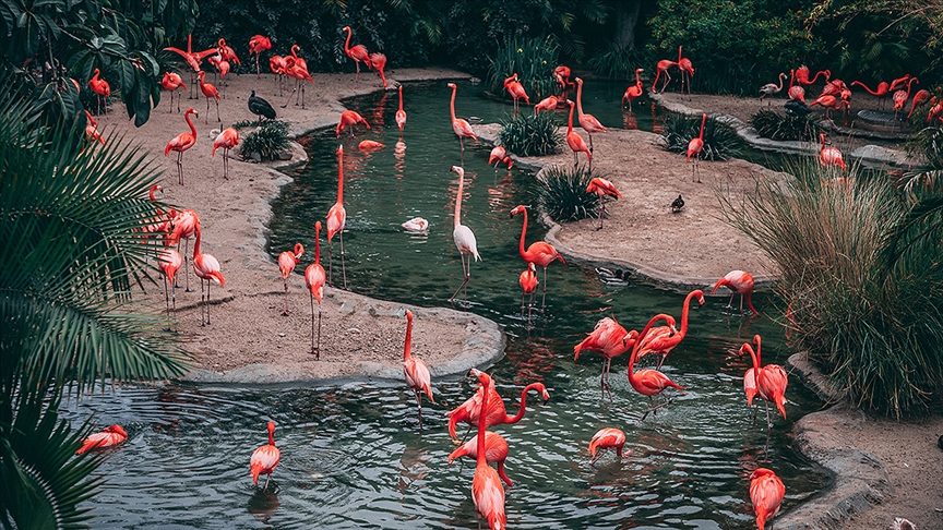 Pembe flamingolar iklim deiiklii tehdidi altnda