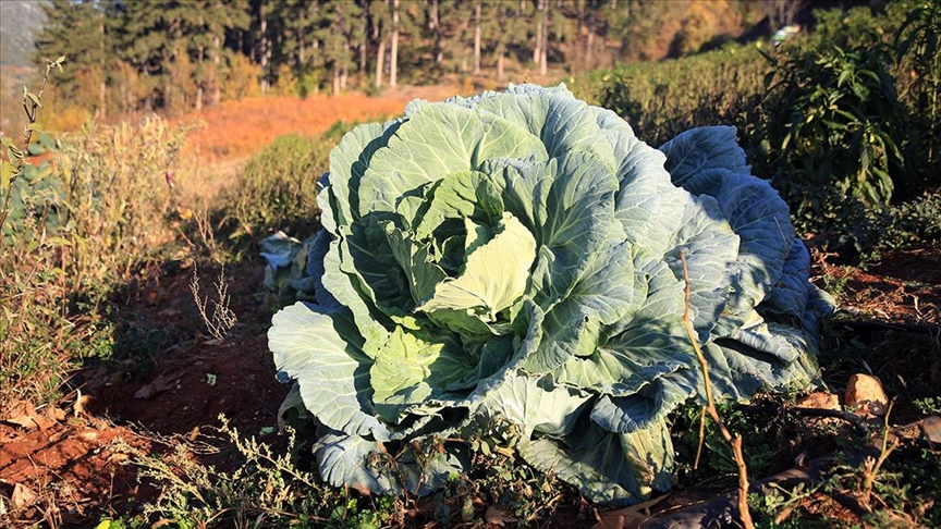 Mersin'de bir ifti 30 kilogram arlnda lahana retti