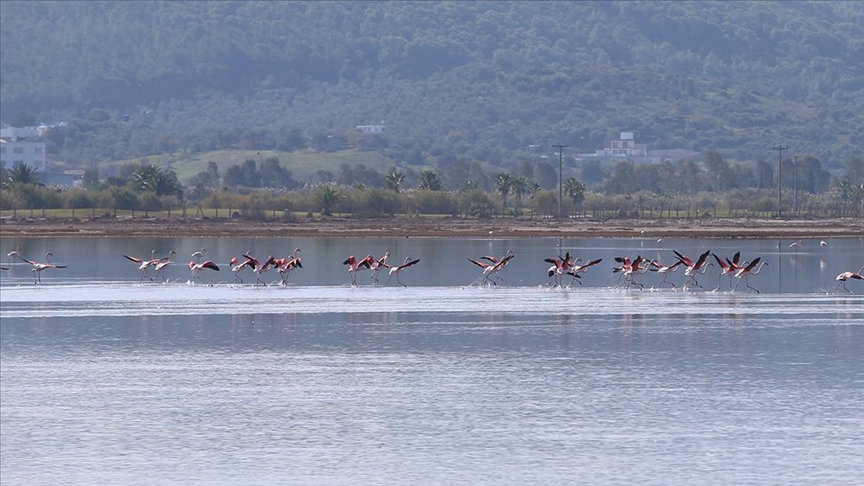 Mula'daki Tuzla Sulak Alan gmen kularn aknna urad