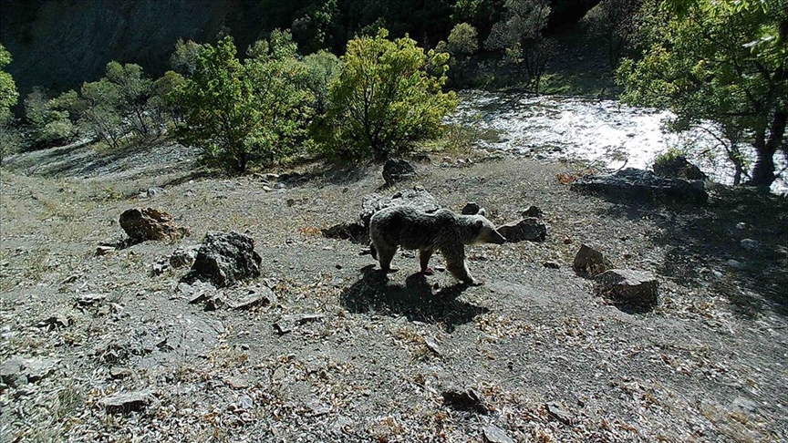 Tunceli deki yaban hayat eitlilii fotokapanlara yansd