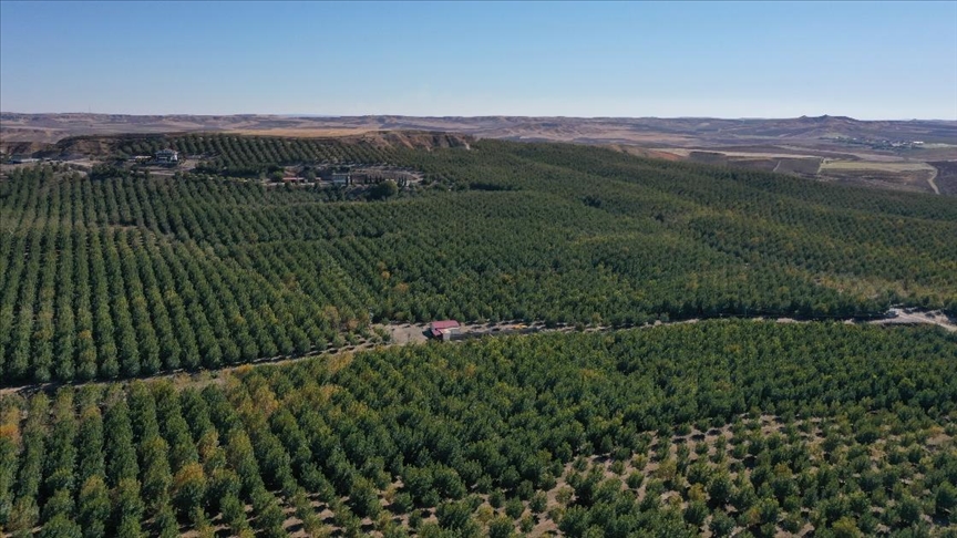 Trkiye nin en byk kapama ceviz bahesinde 600 ton ceviz hasat edildi