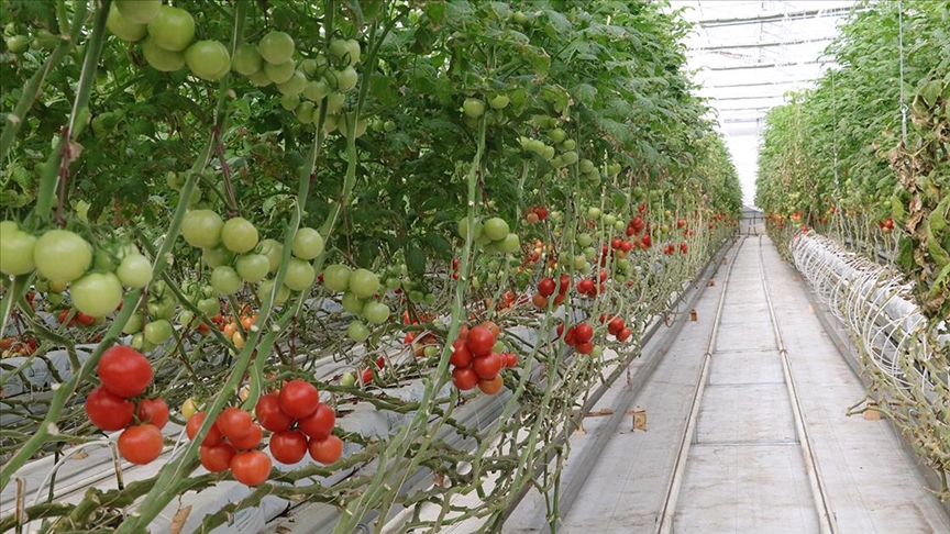 Bozkrn ortasnda jeotermal enerji ile 4 mevsim domates yetitiriliyor