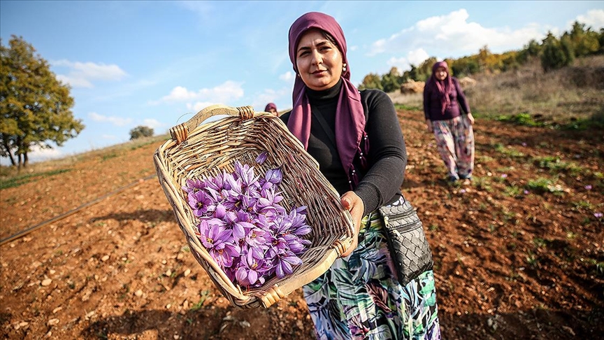 iftiye dnm ba 100 bin lira kazandracak projede ilk hasat yzleri gldrd