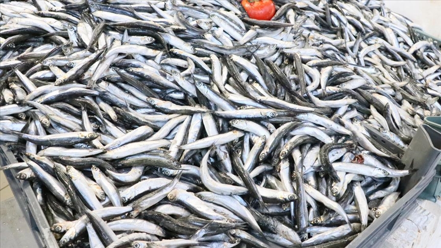 Karadeniz'de hamsi souk sulara g etmeye balad