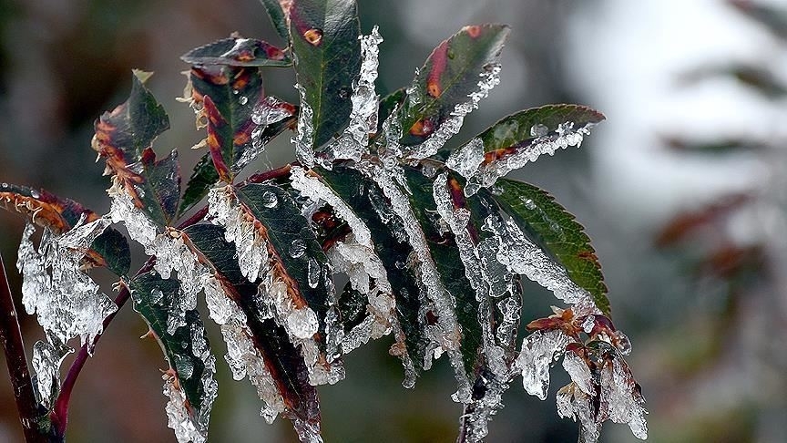 Meteorolojiden Adana, Mersin, Osmaniye ve Hatay iin zirai don uyars