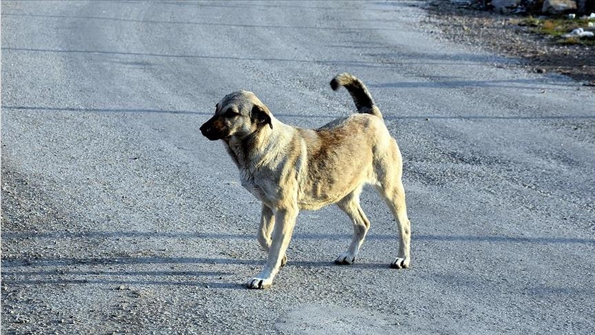 Kamu Denetilii Kurumu sokak hayvanlaryla ilgili ikayetleri inceliyor