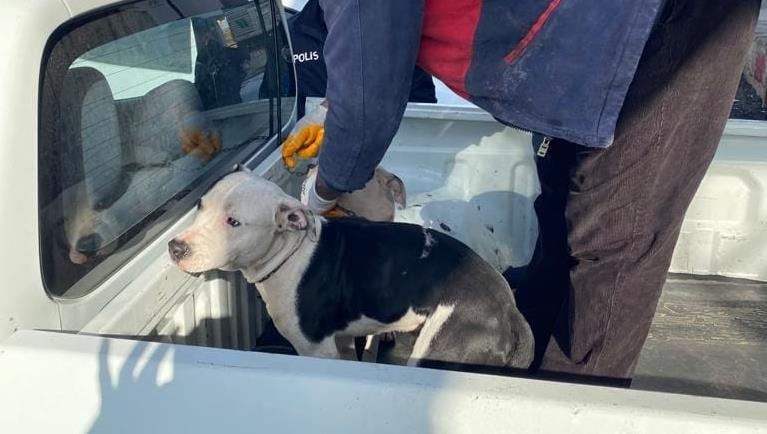 Adana'da babo gezen 3 pitbull cinsi kpek hayvan barnana gtrld