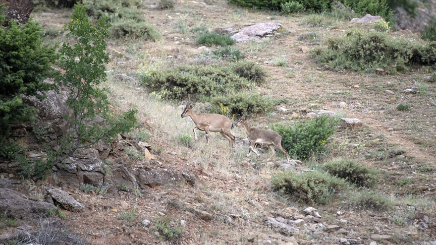 Tunceli de Yaban Keisi Avlayan 2 Kiiye 126 Bin Lira Ceza Kesildi