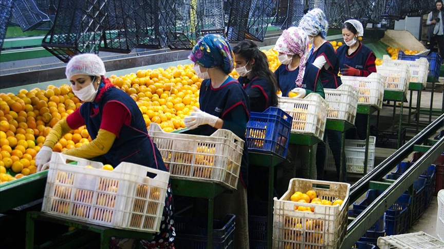 Ya meyve sebze mamul ihracat 6 ayda milyar dolara yaklat