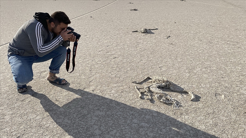 Poplasyondaki art ve besin azl Tuz Gl'nde yavru flamingo kayplarna neden oluyor