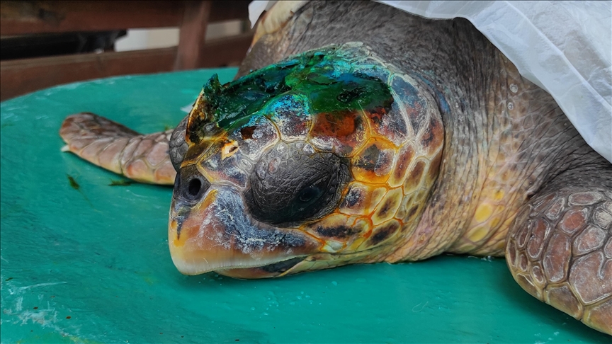 Gkeada'da yaral bulunan caretta caretta tedavi ediliyor