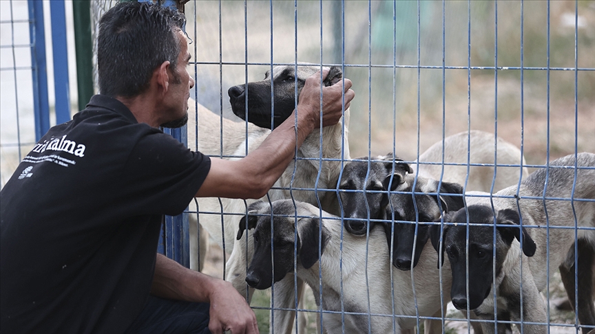 Sinop'taki selden etkilenen 19 'can' Ankara'da yeni yuvasna kavutu