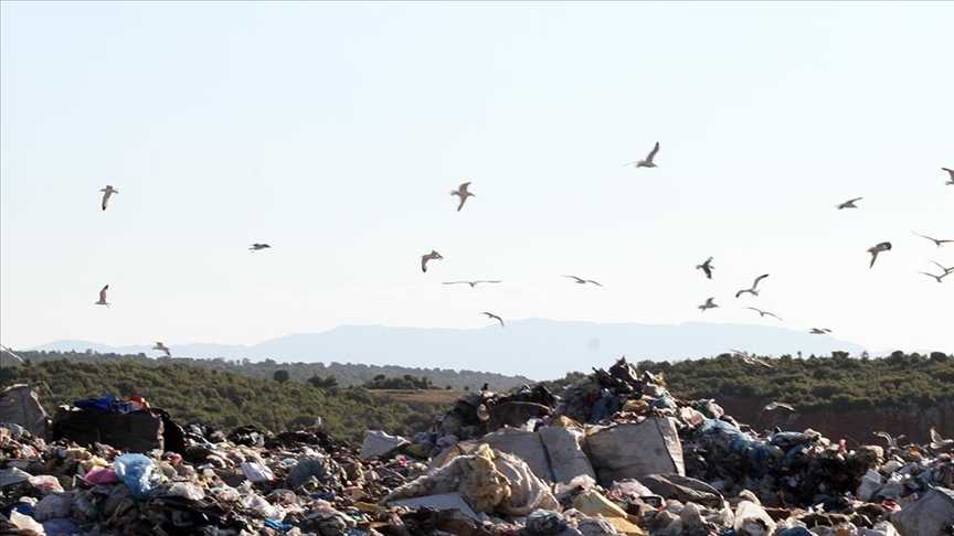 Birlemi Milletler'e gre Asya-Pasifik'teki gmen trler plastik kirliliine kar ok savunmasz